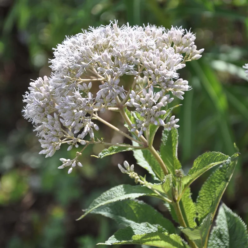 claireaustin-hardyplants2998542