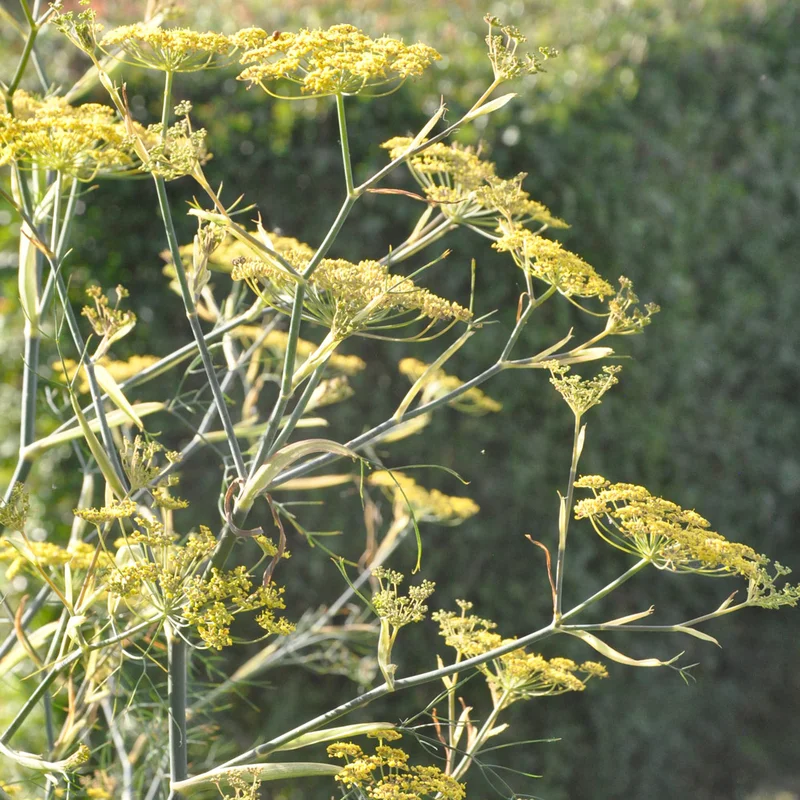claireaustin-hardyplants2999323