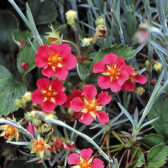 claireaustin-hardyplants2999346