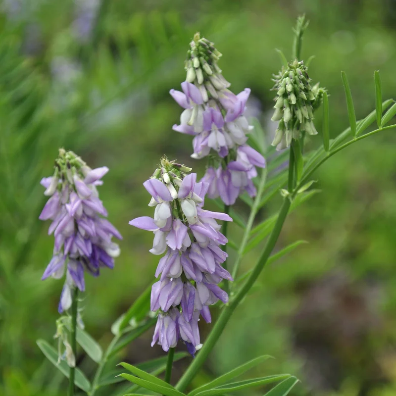 claireaustin-hardyplants2999429