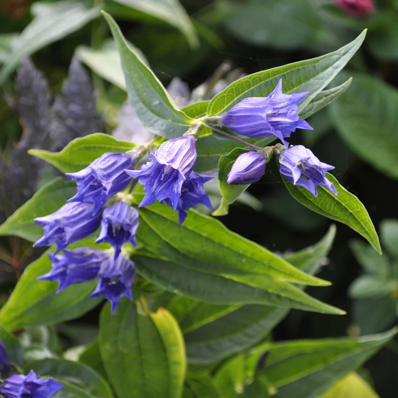 claireaustin-hardyplants2999587