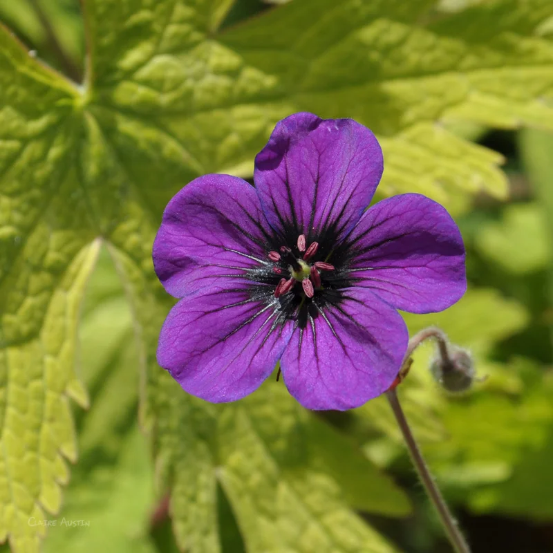 claireaustin-hardyplants2999639