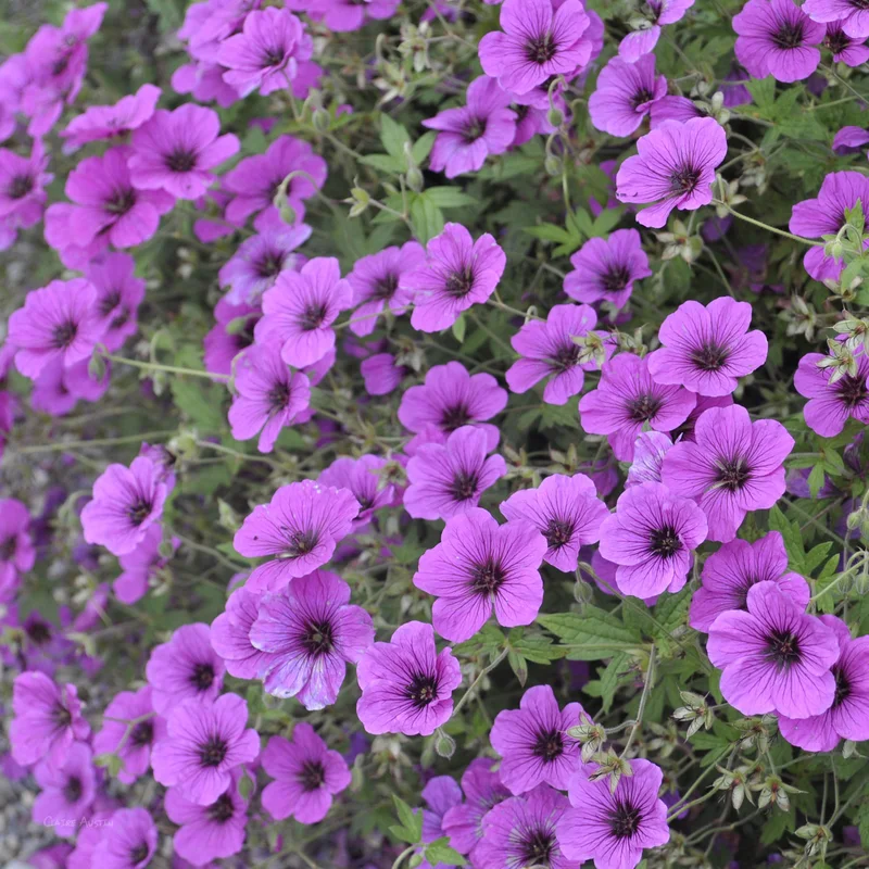 claireaustin-hardyplants2999675