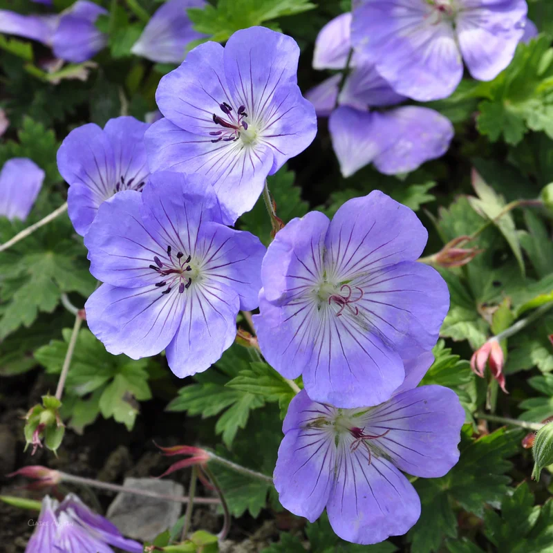 claireaustin-hardyplants2999717