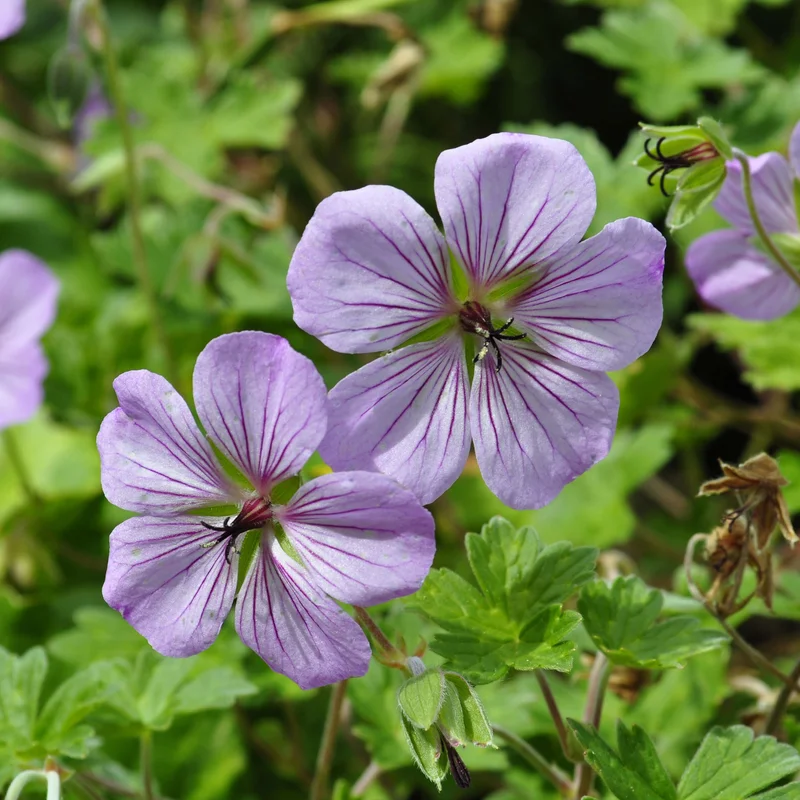 claireaustin-hardyplants3000091