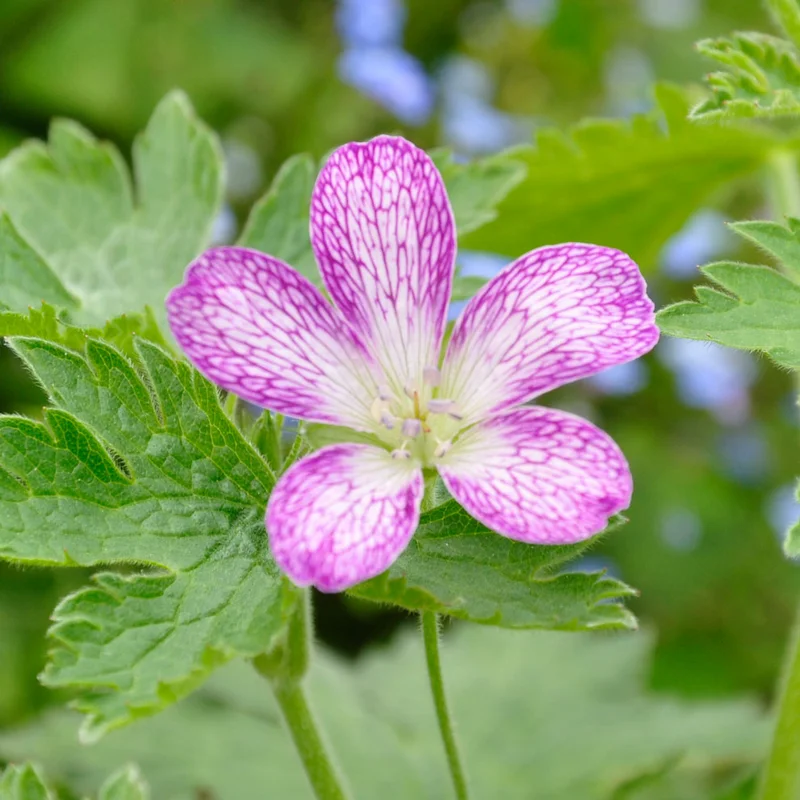 claireaustin-hardyplants3000115