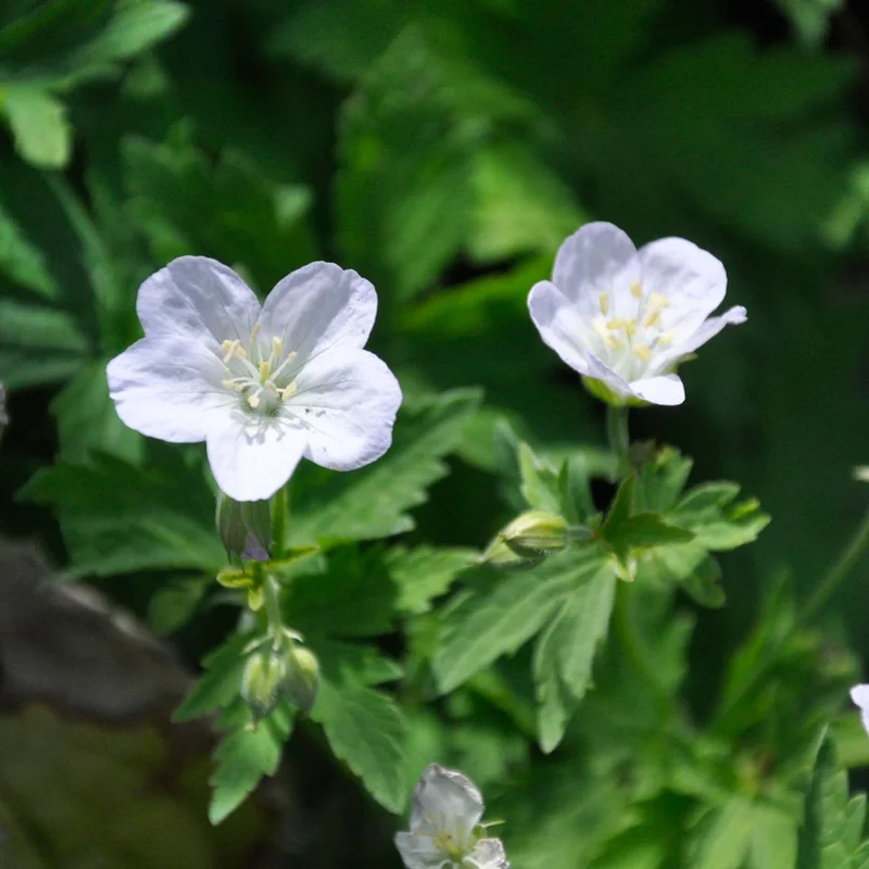 claireaustin-hardyplants3000136