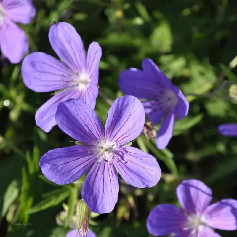 claireaustin-hardyplants3000207
