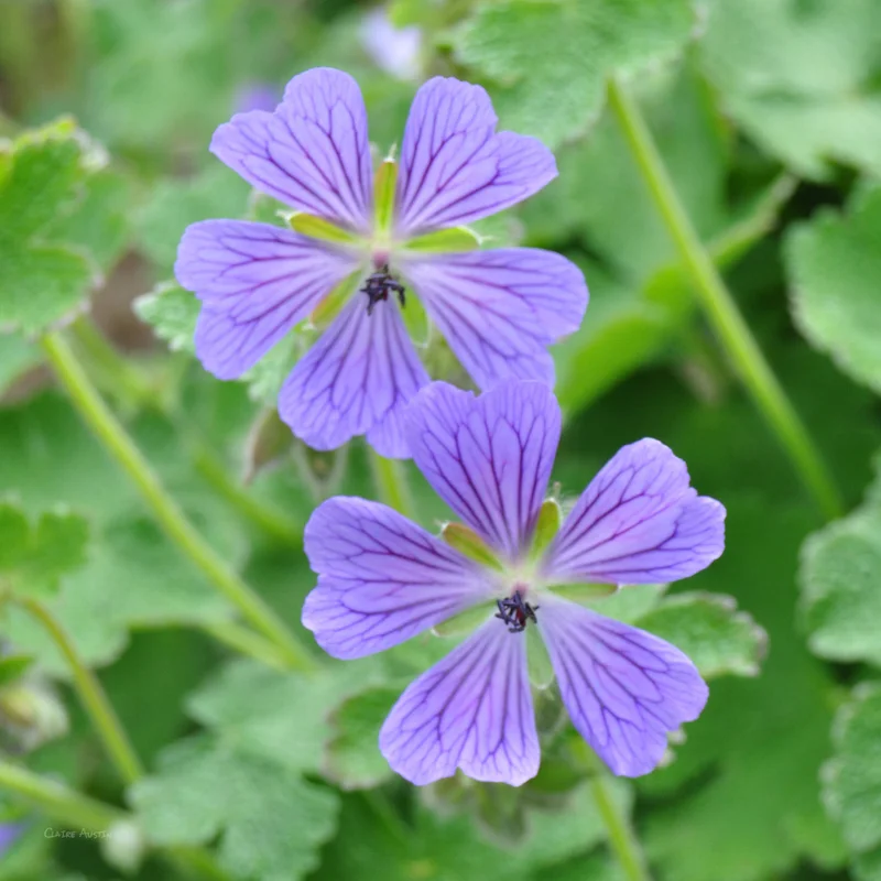 claireaustin-hardyplants3000307