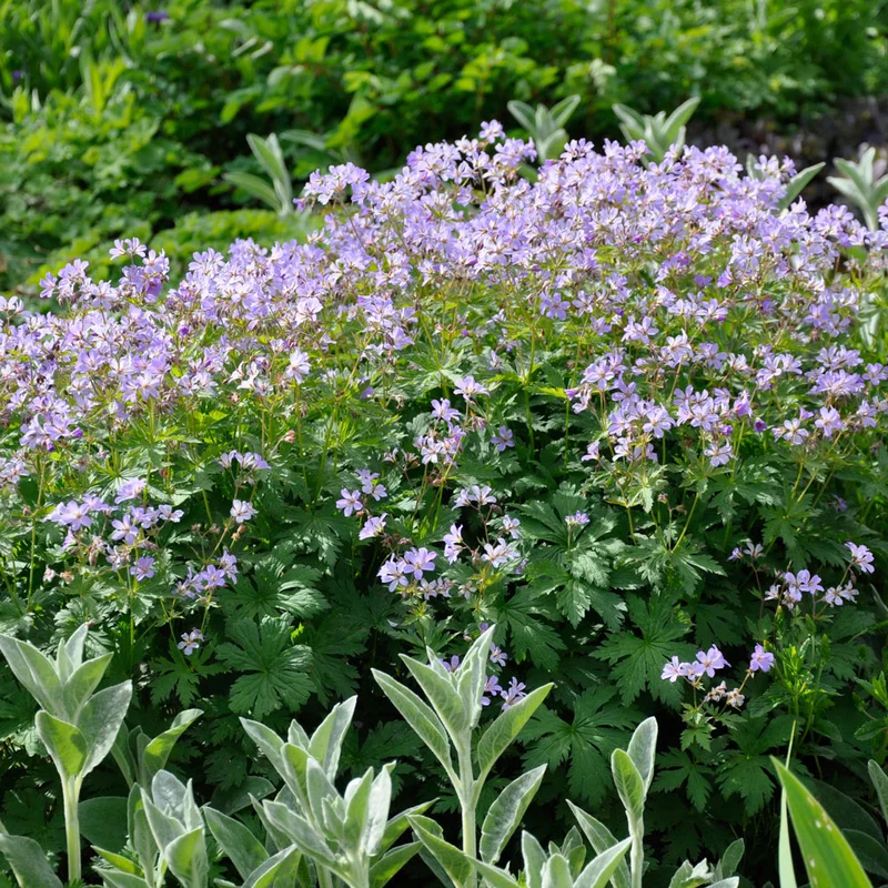 claireaustin-hardyplants3000341