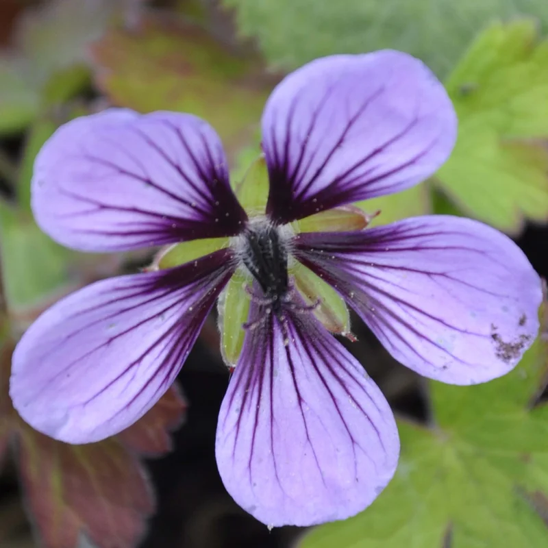 claireaustin-hardyplants3000411