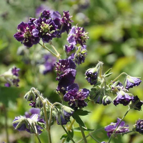 claireaustin-hardyplants3001055