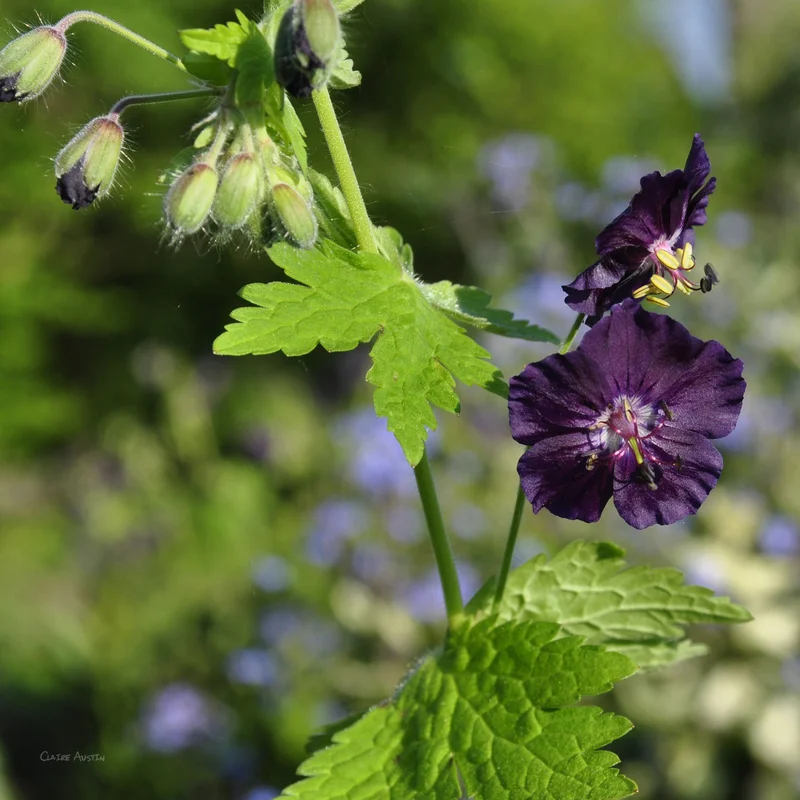claireaustin-hardyplants3001117