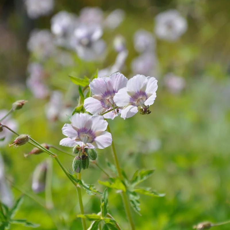 claireaustin-hardyplants3001170