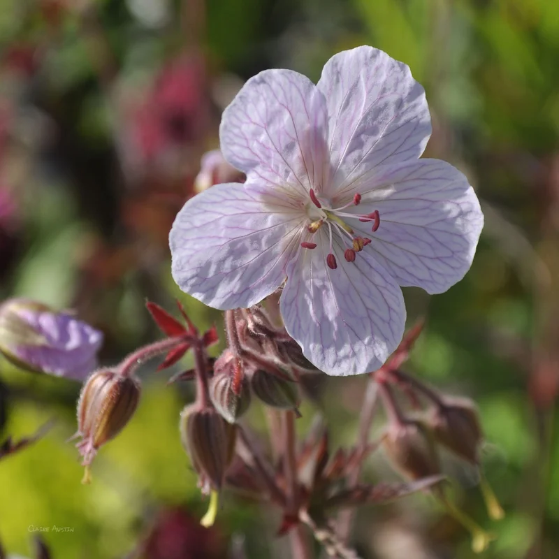 claireaustin-hardyplants3001201