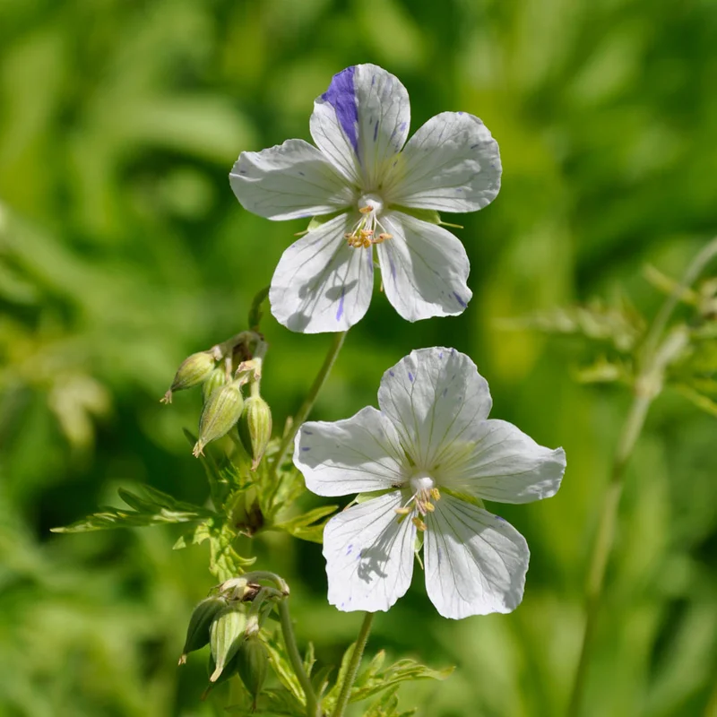 claireaustin-hardyplants3001221