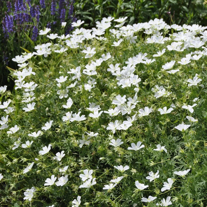 claireaustin-hardyplants3001376