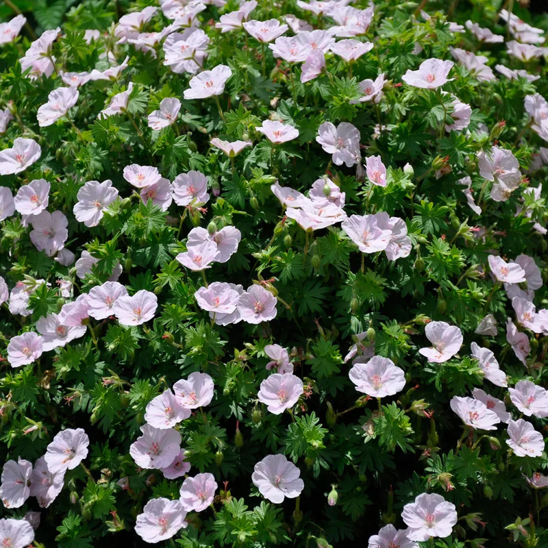 claireaustin-hardyplants3001558