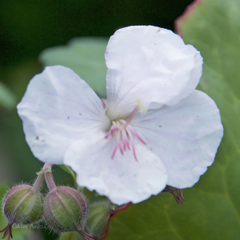claireaustin-hardyplants3001746