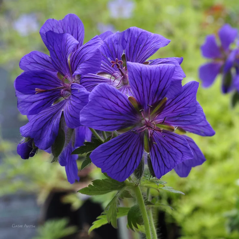 claireaustin-hardyplants3001779