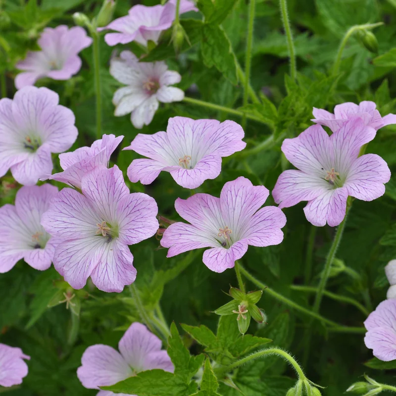 claireaustin-hardyplants3001883