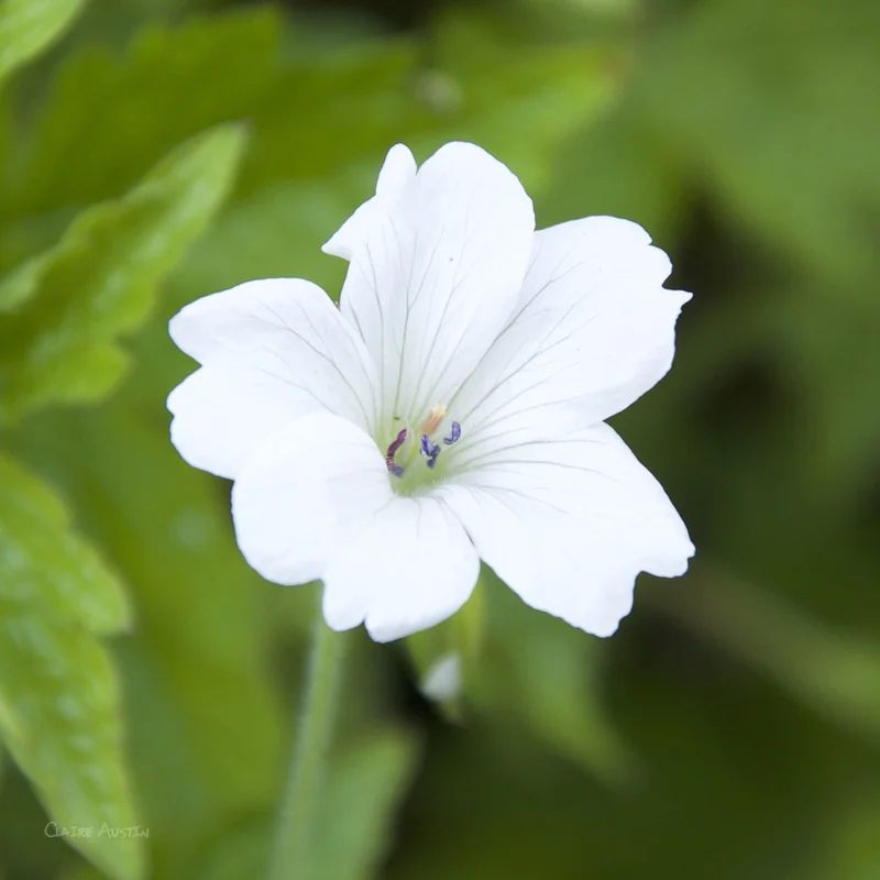 claireaustin-hardyplants3001988