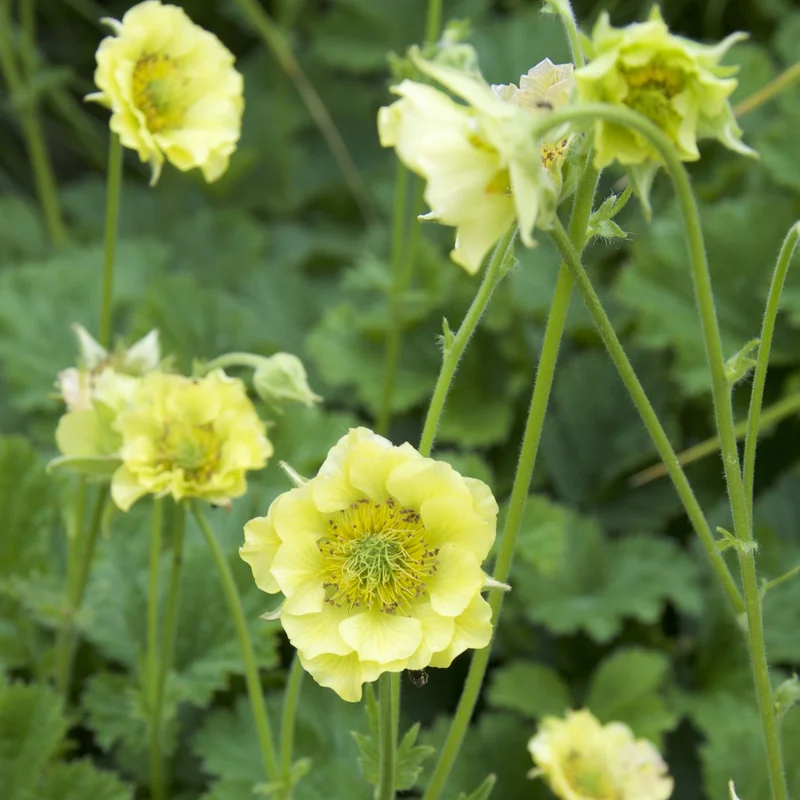 claireaustin-hardyplants3002064