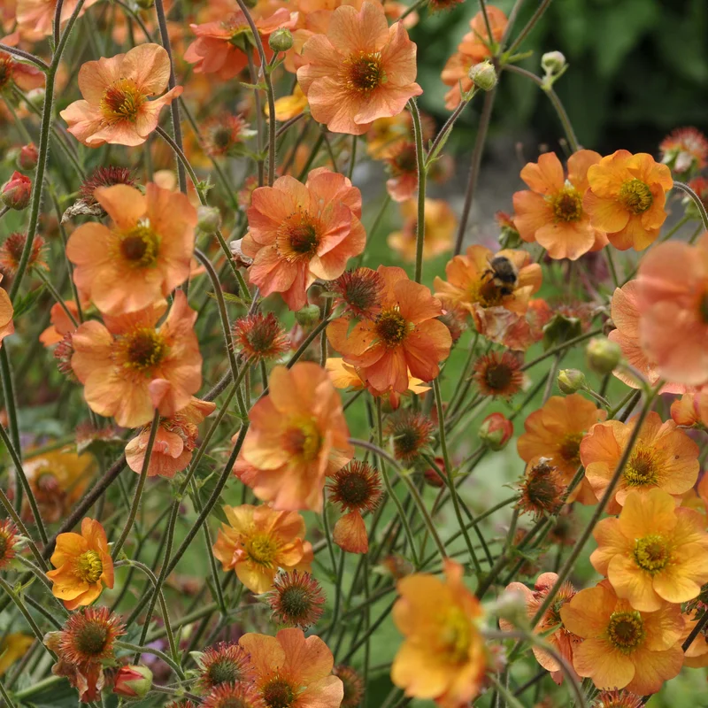 claireaustin-hardyplants3002453