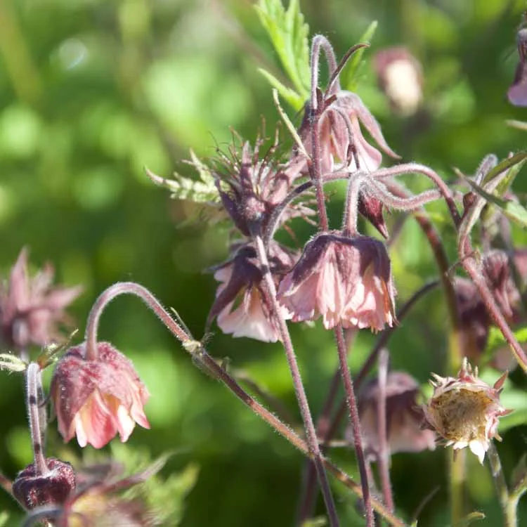 claireaustin-hardyplants3002508
