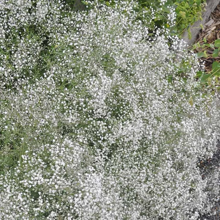 claireaustin-hardyplants3002551