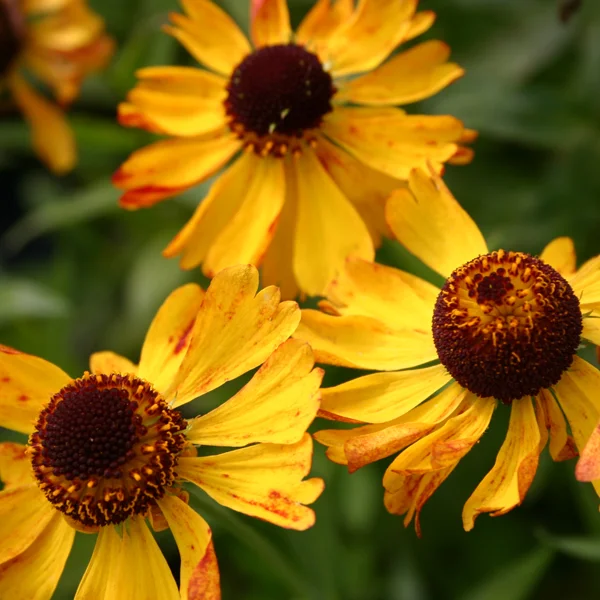 claireaustin-hardyplants3002739