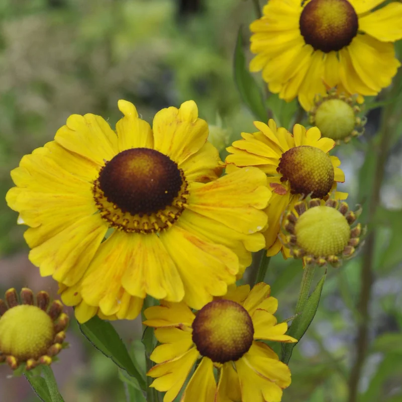claireaustin-hardyplants3002769
