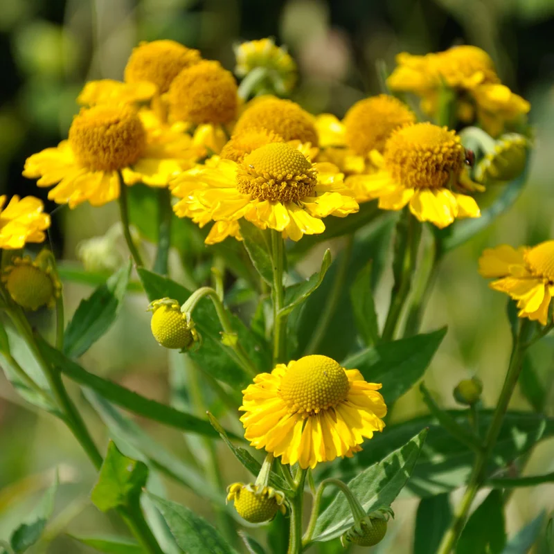 claireaustin-hardyplants3002797