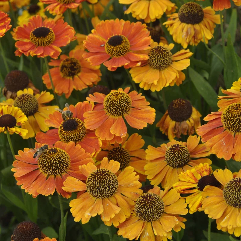 claireaustin-hardyplants3002862