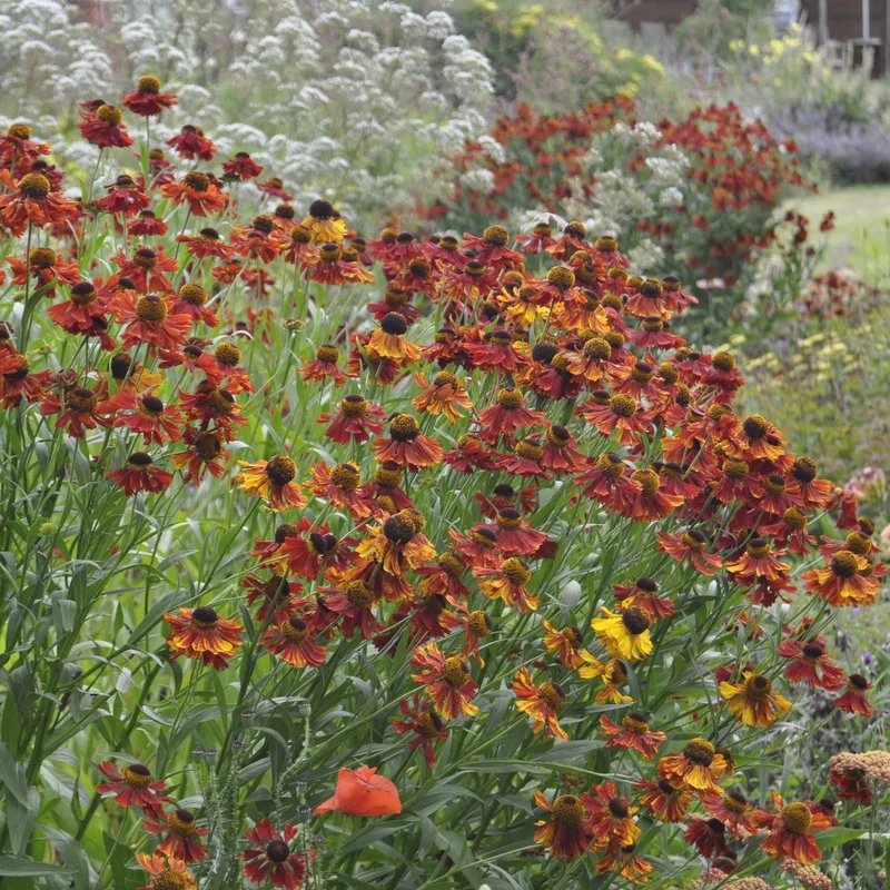 claireaustin-hardyplants3002899