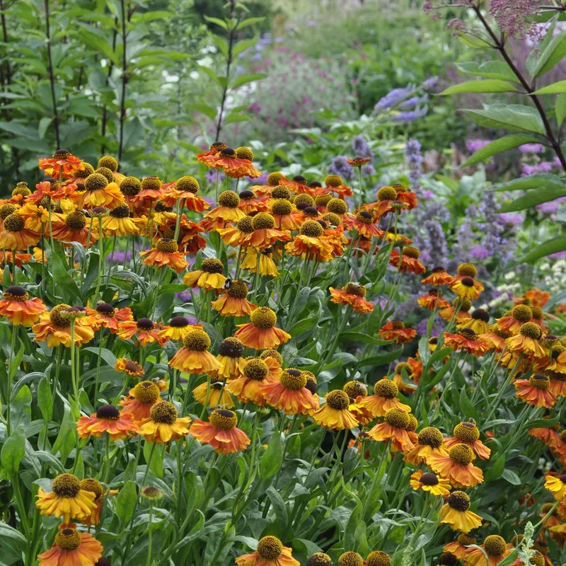 claireaustin-hardyplants3003001