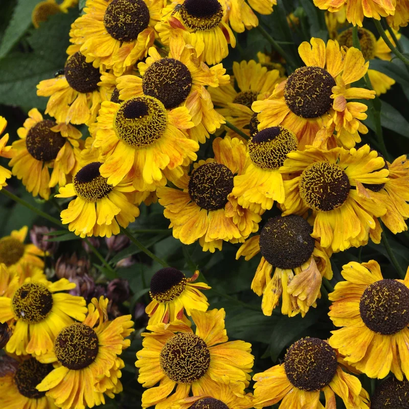 claireaustin-hardyplants3003081