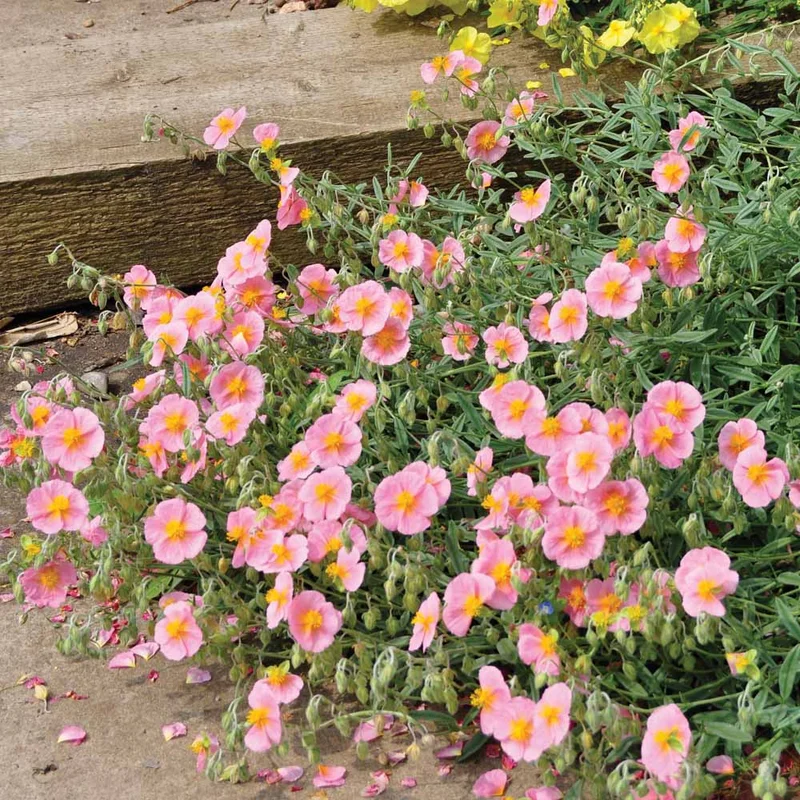 claireaustin-hardyplants3003155