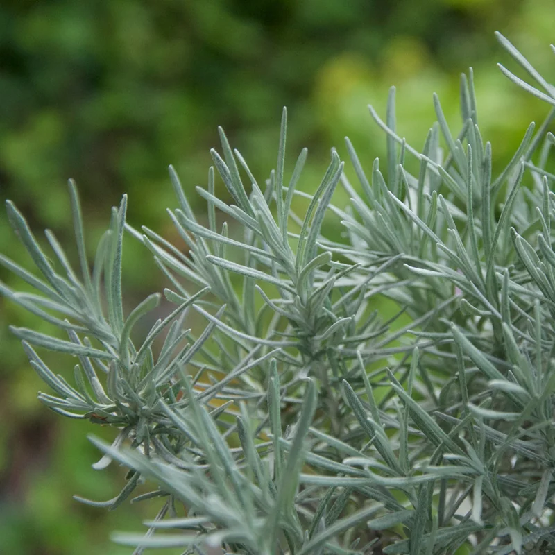 claireaustin-hardyplants3003250