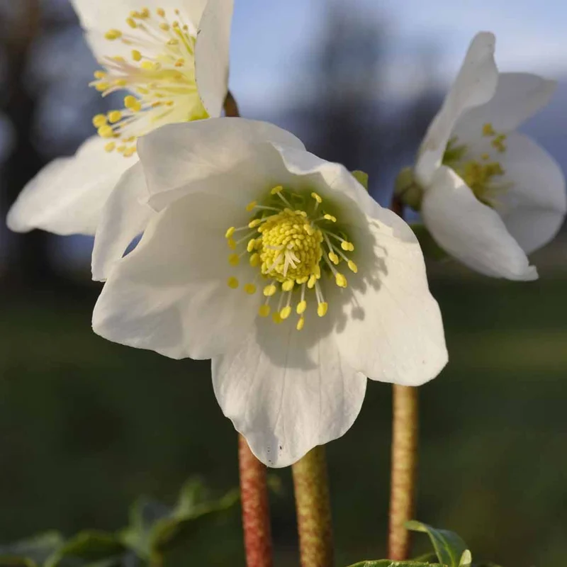 claireaustin-hardyplants3003290