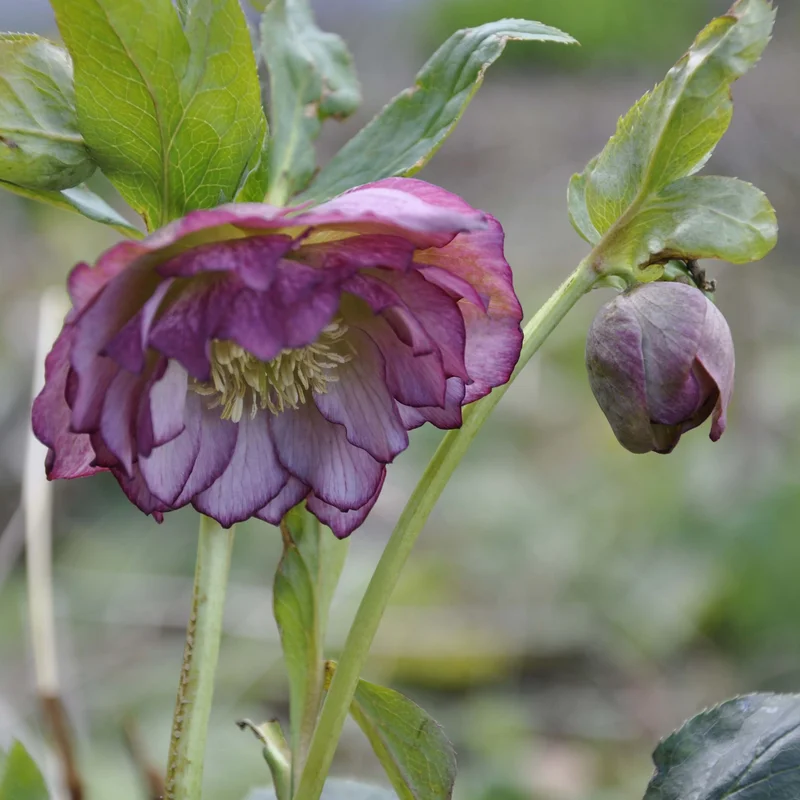 claireaustin-hardyplants3003355