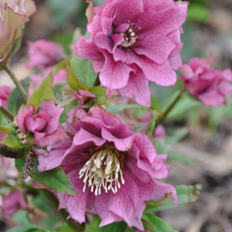 claireaustin-hardyplants3003393