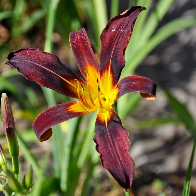 claireaustin-hardyplants3003553