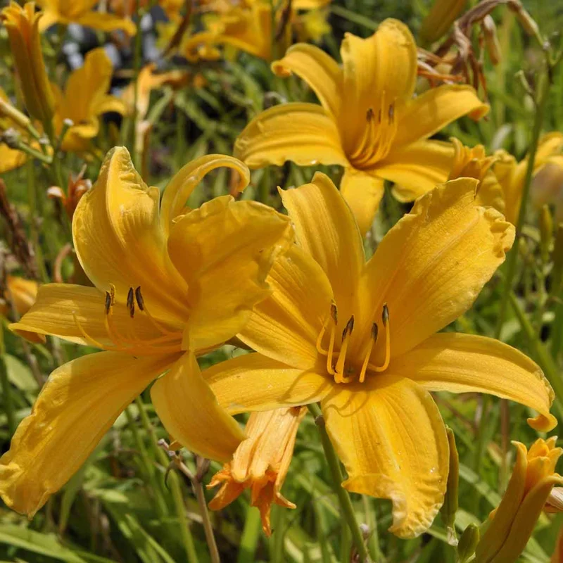 claireaustin-hardyplants3003654