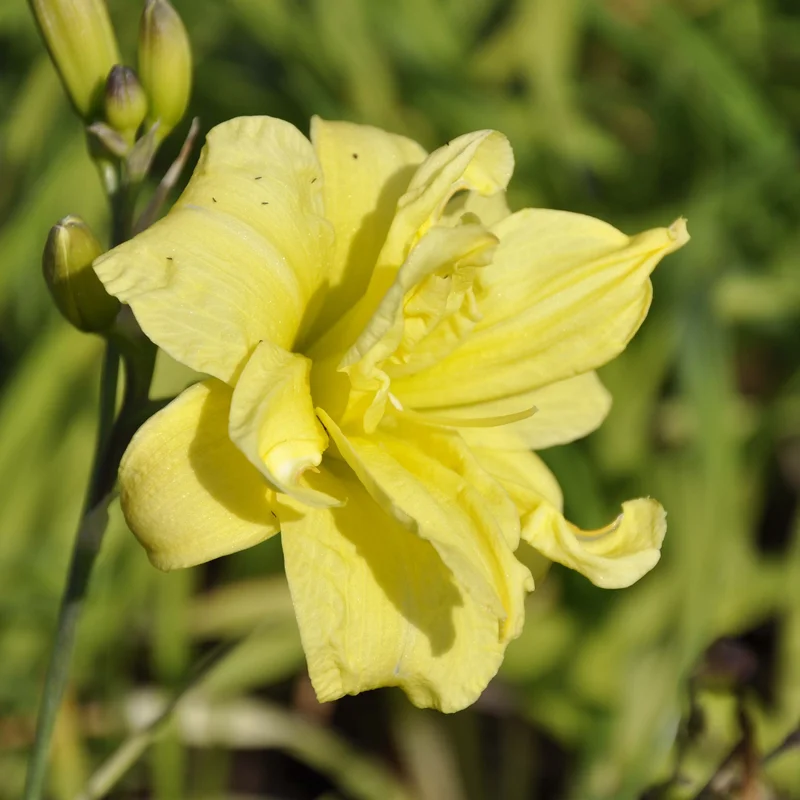 claireaustin-hardyplants3003819