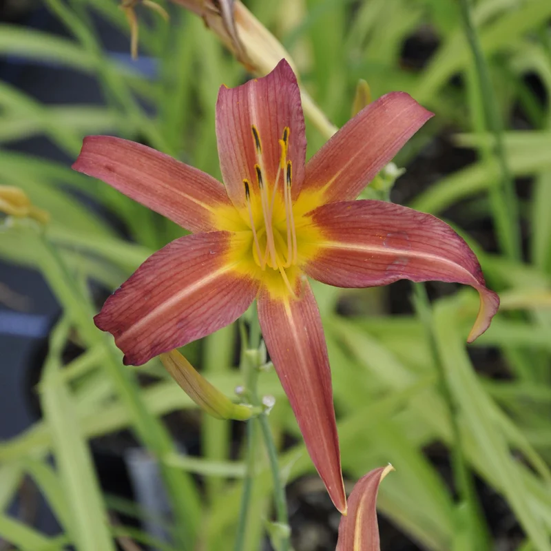 claireaustin-hardyplants3004434