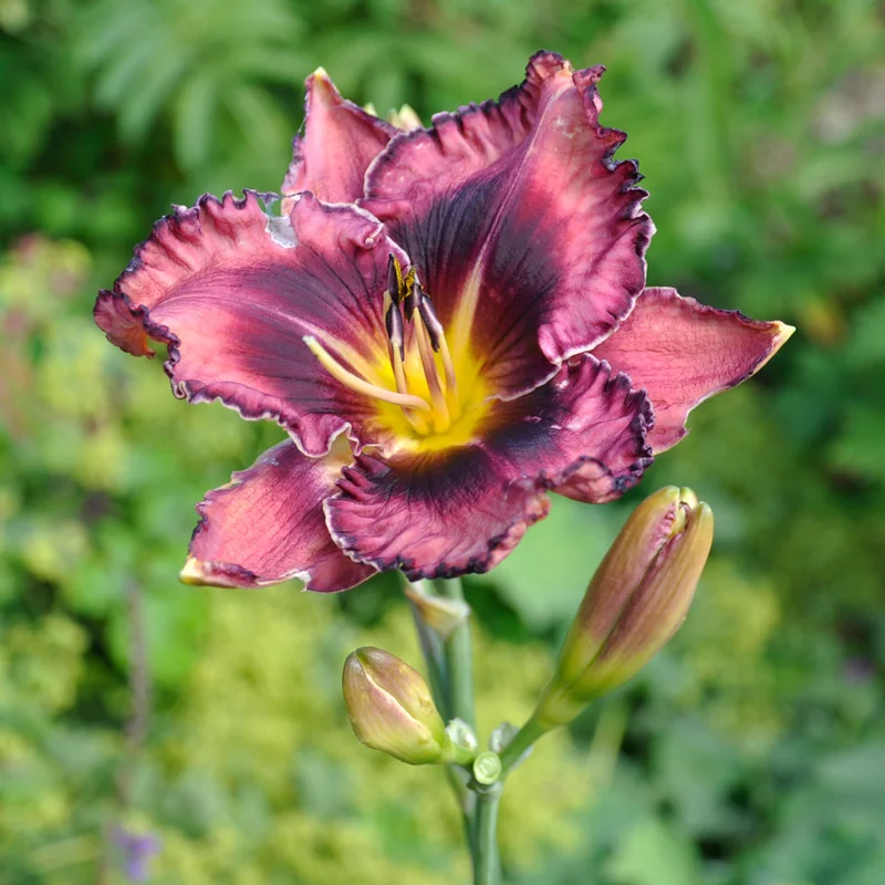 claireaustin-hardyplants3004569