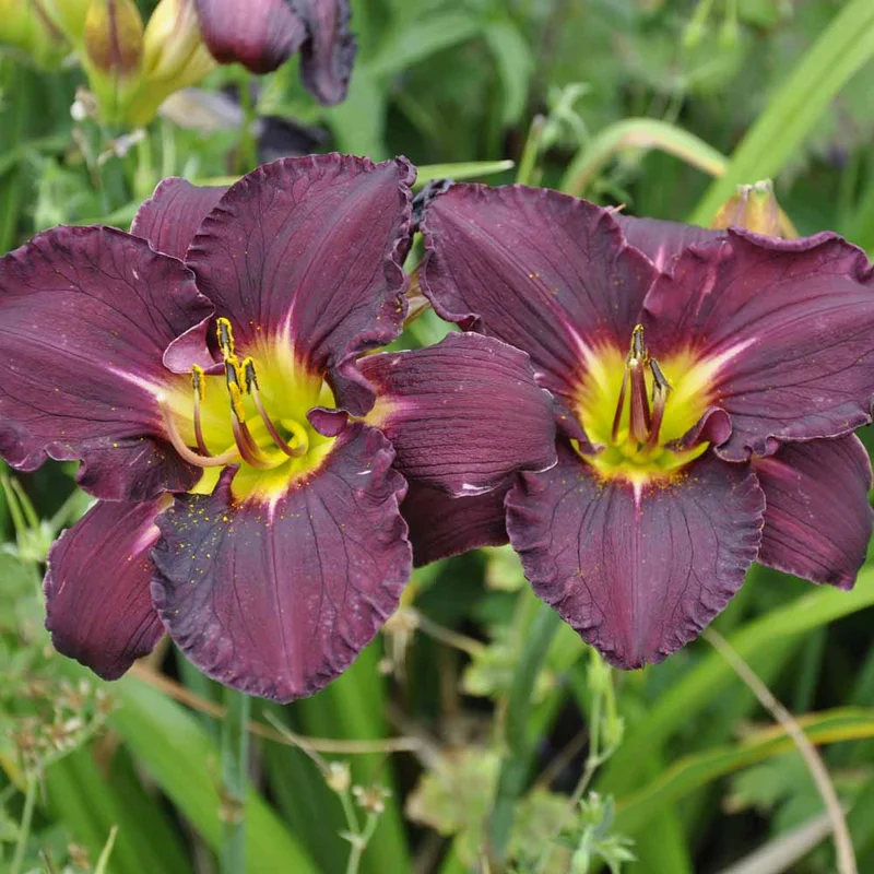 claireaustin-hardyplants3004635
