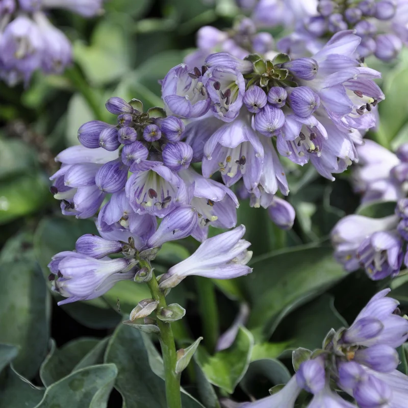 claireaustin-hardyplants3005248