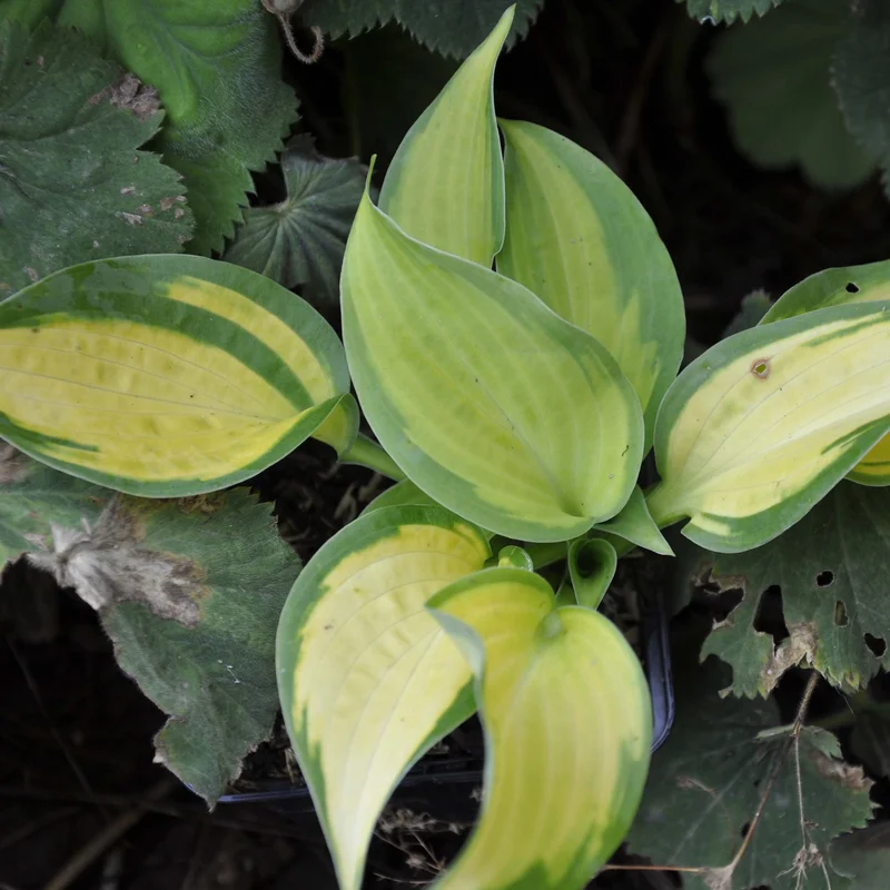 claireaustin-hardyplants3005549